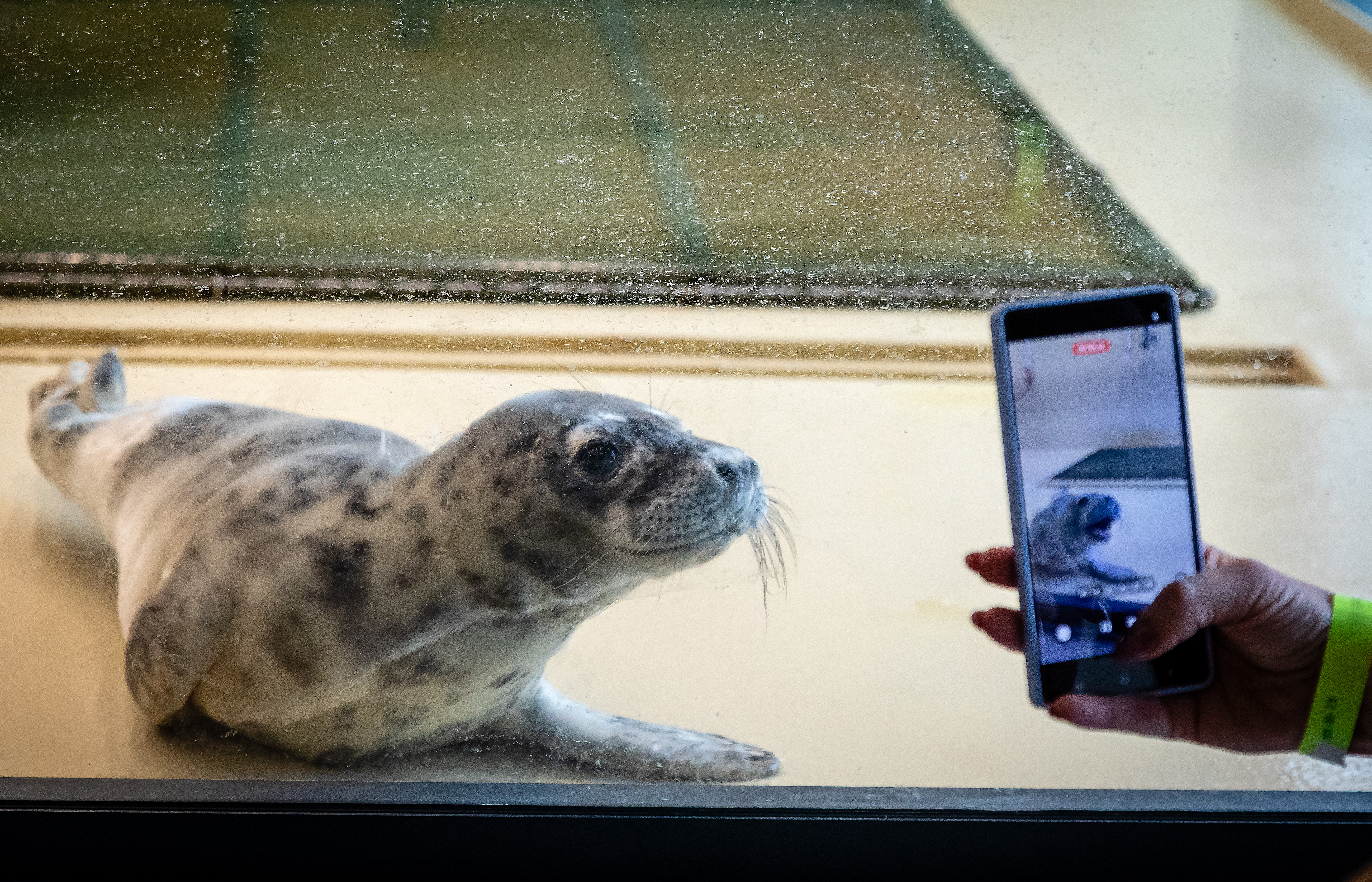 Komandos diena Komandos diena