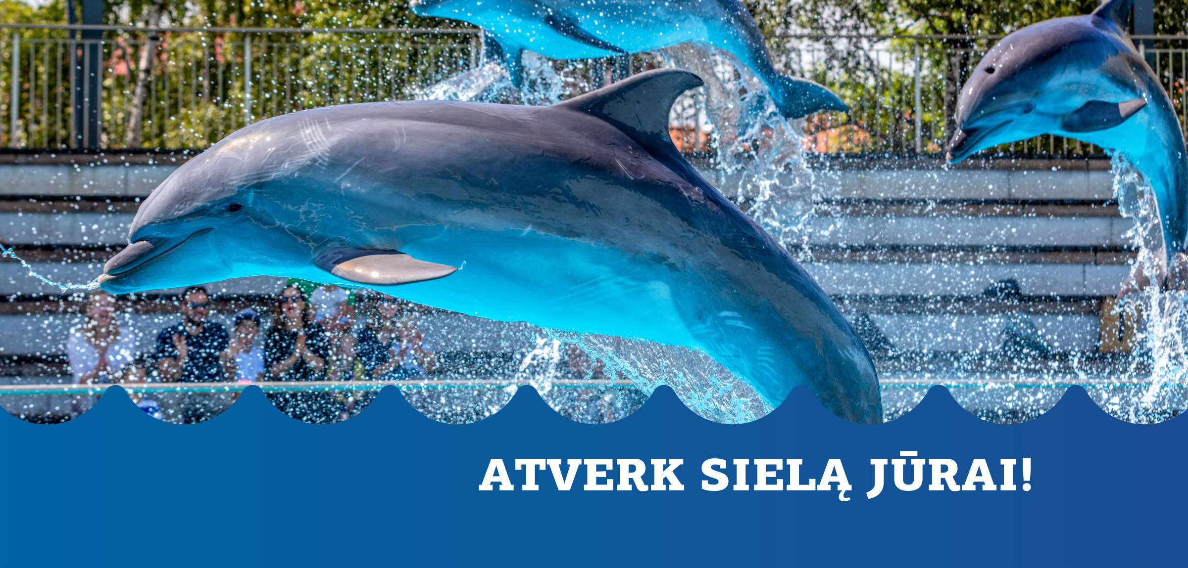 Atverk sielą jūrai - delfinai