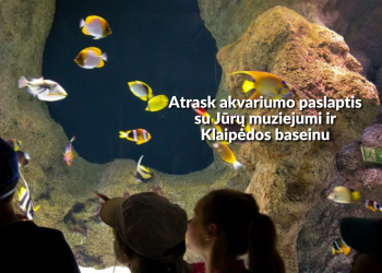 Klaipėdos baseinas - event