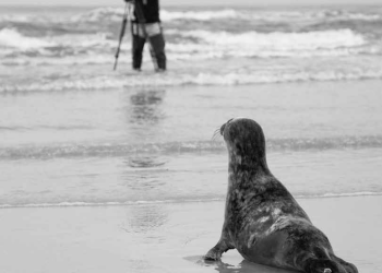 Lietuvos jūrų muziejaus metraštis, 2014, Nr. 3