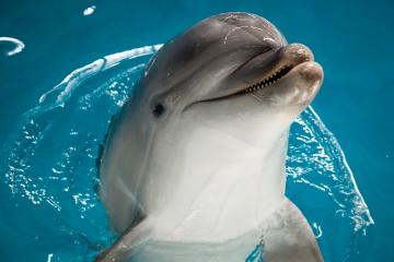 Dolphin an Californian Sea lions performances